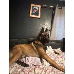 Lost Dog Rocky