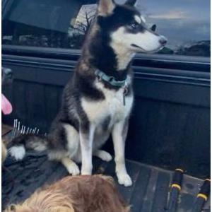 Lost Dog Bolt