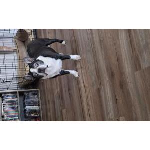 Lost Dog Harley