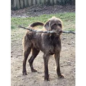 Lost Dog Charlie