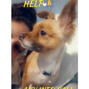 Lost Dog Mini