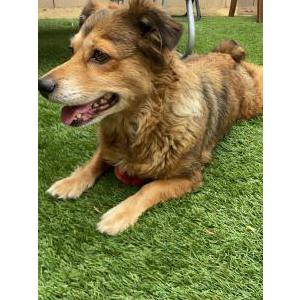 Found Dog Unknown