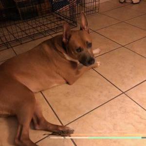 Lost Dog Malaya