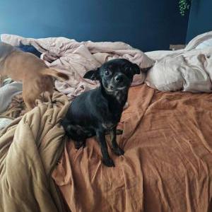 Lost Dog Polly Pocket