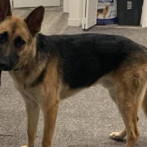 Lost Dog Major