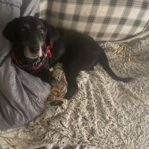 Lost Dog Amos A Adams
