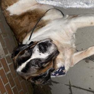 Lost Dog Lex(y) May Adams