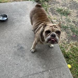 Found Dog Unknown