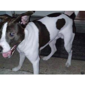 Lost Dog Ghost