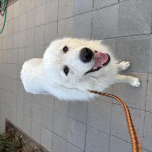Found Dog Unknown