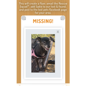 Lost Dog Sadie