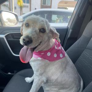 Lost Dog Issa