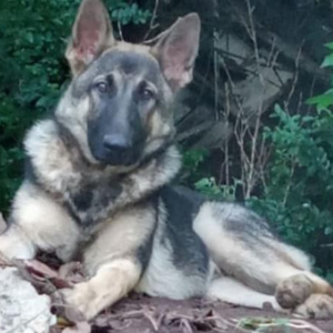 Image of Isaiah, Lost Dog