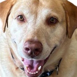 Lost Dog DIXEE