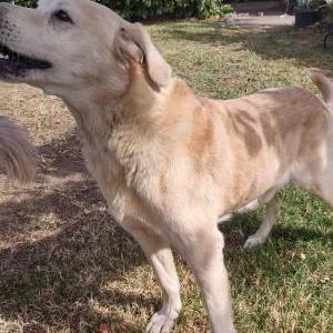 Found Dog unknown
