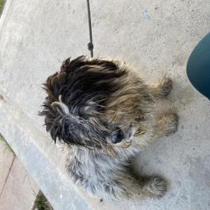 Found Dog Unknown