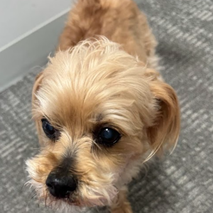Lost Dog Buddy