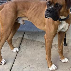 Found Dog Unknown
