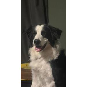 Lost Dog Trip