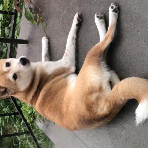 Lost Dog Sun Bai