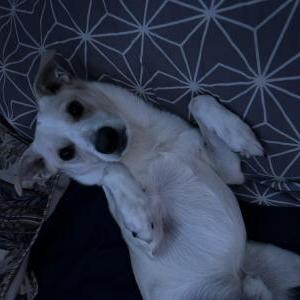 Lost Dog Bruno