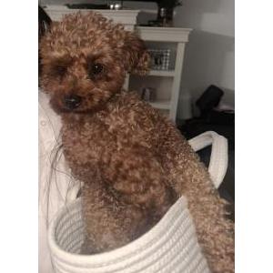 Lost Dog Kobe