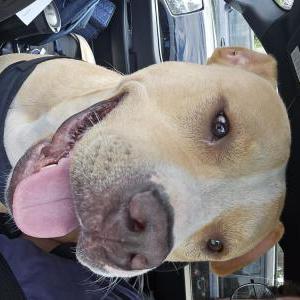 Found Dog Unknown