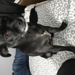 Lost Dog Chiquis