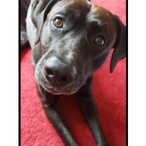 Lost Dog Tobi no collar
