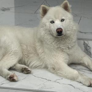 Lost Dog Azul