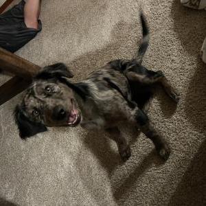 Found Dog Unknown