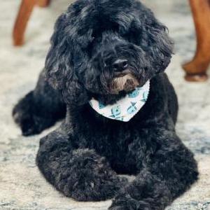 Image of Louie, Lost Dog