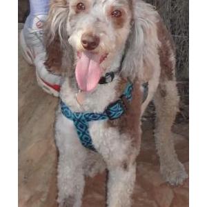 Lost Dog Praline