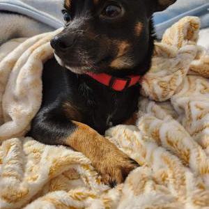 Lost Dog Blackie