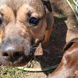 Lost Dog Chloe
