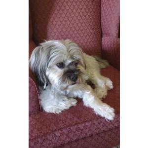 Lost Dog Kobe Reyes
