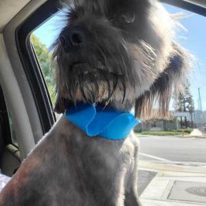 Lost Dog POPPOP