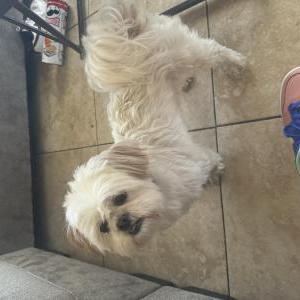 Lost Dog Bella