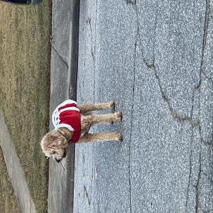 Image of Dumbo, Lost Dog