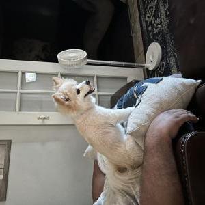Lost Dog Mellow