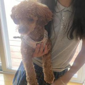 Lost Dog Marley