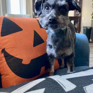 Lost Dog Binx
