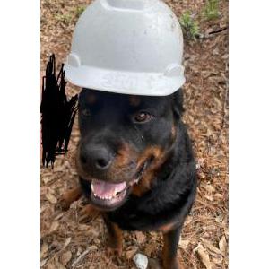 Lost Dog Osito