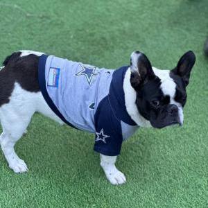 Lost Dog Showi