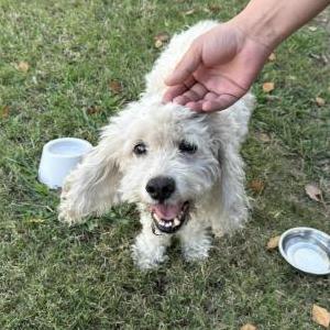 Found Dog Unknown