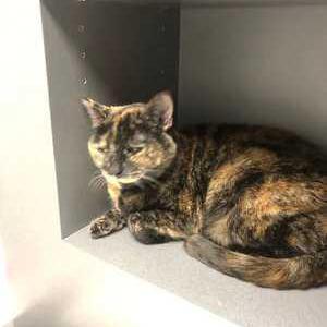 Image of Melody, Lost Cat