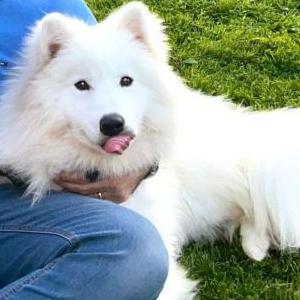 Lost Dog Nikky