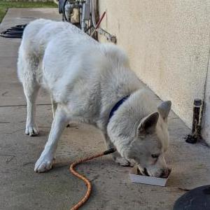 Found Dog unknown