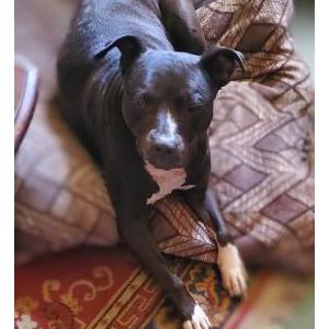 Lost Dog Charlie