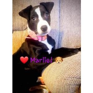 Lost Dog Marlie